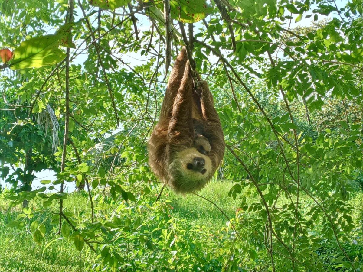 보카스 타운 Jungle Paunch 빌라 외부 사진